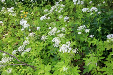 İnek maydanozu (Anthriscus sylvestris) da vahşi Chervil.Ormandaki beyaz çiçek tarlasına verilen isimdir. Doğa arkaplanı. 