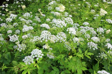 İnek maydanozu (Anthriscus sylvestris) da vahşi Chervil.Ormandaki beyaz çiçek tarlasına verilen isimdir. Doğa arkaplanı. 