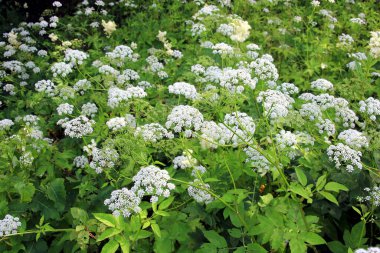 İnek maydanozu (Anthriscus sylvestris) da vahşi Chervil.Ormandaki beyaz çiçek tarlasına verilen isimdir. Doğa arkaplanı. 
