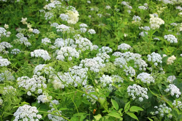 stock image Cow parsley (Anthriscus sylvestris) has also names wild chervil.Field of white flowers in the forest. Nature background. 