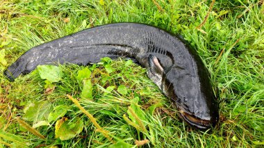 Yayın balığı, Silurus bezi, fırfırlı su, yeşil çimenlikte yayın balığı.