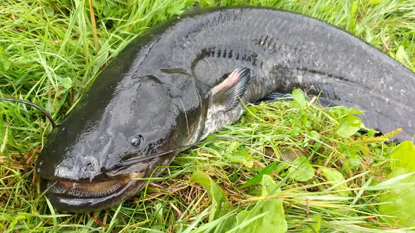 stock image Wels Catfish, Silurus glanis, frashwater Catfish on green grass background