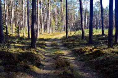Karanlık bir çam ormanında patikalı bir manzara. Yol (kırsal yol) Evergreen ormanında. 