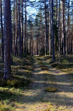 Karanlık bir çam ormanında patikalı bir manzara. Yol (kırsal yol) Evergreen ormanında. 