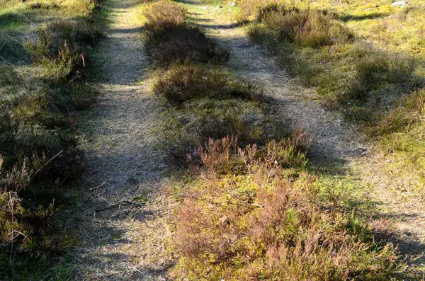 stock image landscape with  footpath in a dark pine forest. Pathway (rural road) through the  evergreen forest. 