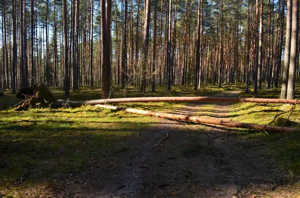 stock image landscape with  footpath in a dark pine forest. Pathway (rural road) through the  evergreen forest. 