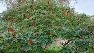 Foliage and red fruits of vinegar tree during autumn. Deer-horned sumac, or Fluffy sumac, Close-up shot of a staghorn sumac (Rhus typhina) clipart