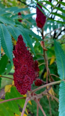 Sonbaharda sirke ağacının yaprakları ve kırmızı meyveleri. Geyik boynuzlu sumac, ya da Fluffy sumac, bir geyik boynuzlu sumac (Rhus tifinası) yakın çekim)