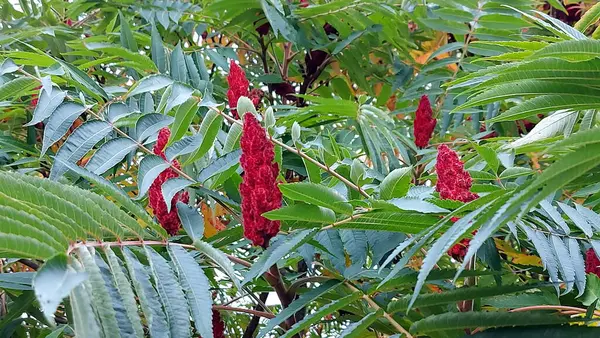 Sonbaharda sirke ağacının yaprakları ve kırmızı meyveleri. Geyik boynuzlu sumac, ya da Fluffy sumac, bir geyik boynuzlu sumac (Rhus tifinası) yakın çekim)