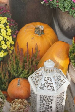 Merdivenlerde farklı kabak ve kabak kompozisyonu. Balkabağı çiftliği. Cadılar Bayramı süslemesi balkabağı
