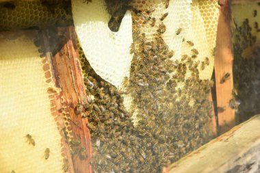 Bal tarağı ve arı yazın çalışıyor. Çalışan arıyı kapat, bal arısı konsepti