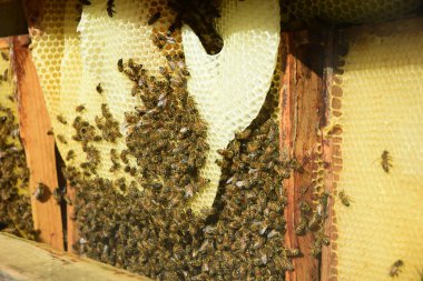 Bal tarağı ve arı yazın çalışıyor. Çalışan arıyı kapat, bal arısı konsepti