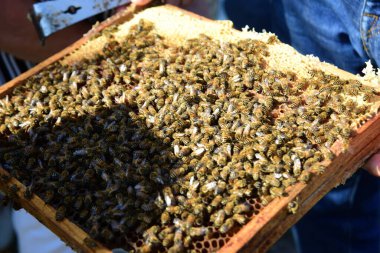 Bal tarağı ve arı yazın çalışıyor. Çalışan arıyı kapat, bal arısı konsepti