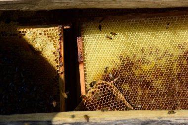 Bal tarağı ve arı yazın çalışıyor. Çalışan arıyı kapat, bal arısı konsepti