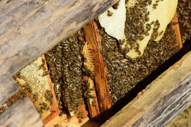 Bal tarağı ve arı yazın çalışıyor. Çalışan arıyı kapat, bal arısı konsepti