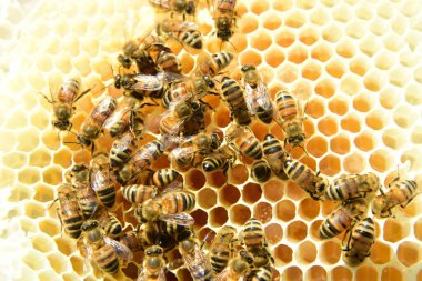 Bal tarağı ve arı yazın çalışıyor. Çalışan arıyı kapat, bal arısı konsepti