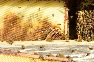 Bal tarağı ve arı yazın çalışıyor. Çalışan arıyı kapat, bal arısı konsepti