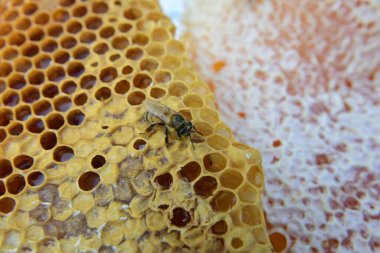 Bal tarağı ve arı yazın çalışıyor. Çalışan arıyı kapat, bal arısı konsepti