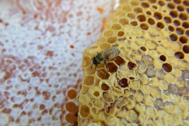 Bal tarağı ve arı yazın çalışıyor. Çalışan arıyı kapat, bal arısı konsepti