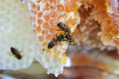 honey comb and a bee working during summer. Close up of working bee, Bee honey concept