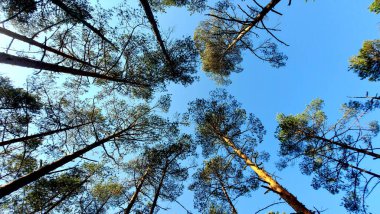 Mavi gökyüzüne karşı karışık bir ormanda ağaçlar. Ormandaki çam ağaçları