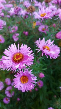 Pembe astar çiçekli. Bahçedeki güzel çiçekler. Bahçede çok güzel pembe çiçekler var.