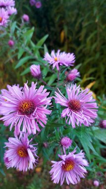 Pembe astar çiçekli. Bahçedeki güzel çiçekler. Bahçede çok güzel pembe çiçekler var.