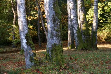  Yeşil yosunlu büyük ağaç gövdelerinin alt kısımları. Sonbahar ağaçlarının arka planında üç huş ağacı.                              