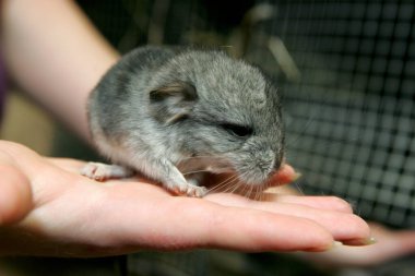 Çinçilla çiftliğindeki küçük gri çinçilya. Kafesteki küçük gri çinçilya. Chinchilla portresi