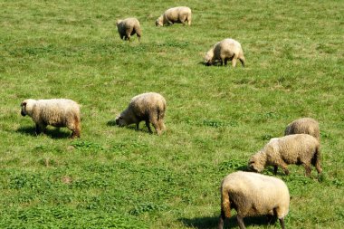 Koyunlar yaz boyunca güneşte çimenleri otlatırlar. Letonya 'da yeşil çimlerde bir beyaz koyun sürüsü                               