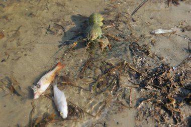 Ekolojik kirlilik ve ekolojik felaketten sonra nehirde ölü balık.