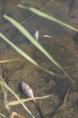 Ekolojik kirlilik ve ekolojik felaketten sonra nehirde ölü balık.