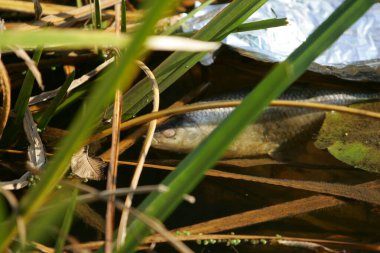 Ekolojik kirlilik ve ekolojik felaketten sonra nehirde ölü balık.