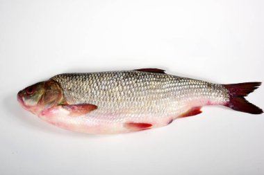 Beyaz arka planda tatlı su balığı Ide, Leuciscus idus