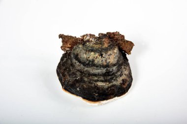 Fomes fomentarius genellikle Tinder Mantarı olarak bilinir, beyaz bir arka planda Toynak Mantarı.