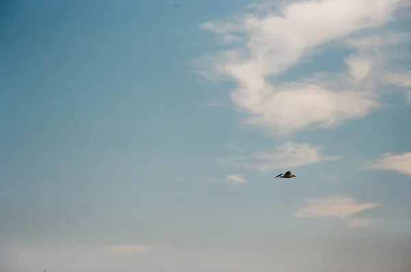 在乌克兰奥德萨上空 一只孤独的海鸥在阳光灿烂的蓝天中飞翔 复古电影的色彩 旅行和生活的概念 — 图库照片
