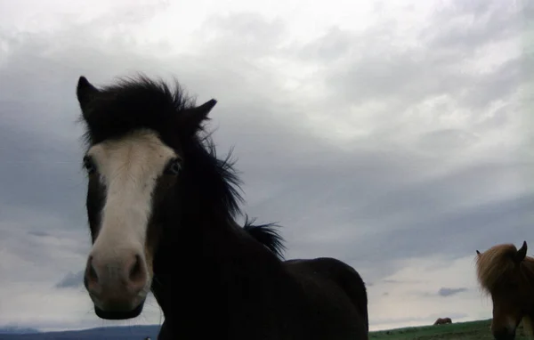 在灰蒙蒙的天空下 一匹蓝眼睛的美丽的马的特写 电影摄影 — 图库照片