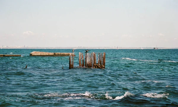 Patos Sentados Sobre Metal Oxidado Permanece Mar Entorno Industrial —  Fotos de Stock