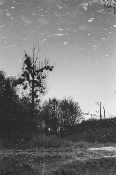 Sharp Tree Electric Grid Reflection Pond Water Autumn Black White — Stock Photo, Image