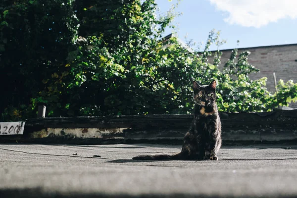 외로운 집없는 고양이가 옥상에 — 스톡 사진