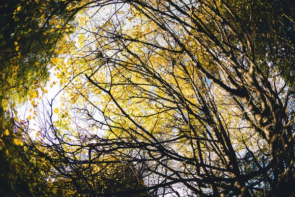 Rondas Galhos Árvores Pretas Com Folhas Verdes Amarelas Contra Céu — Fotografia de Stock