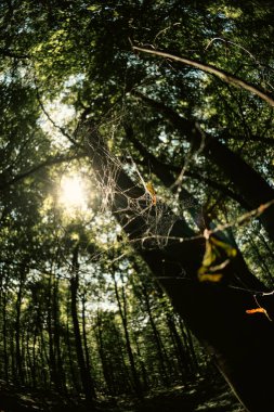 Güneşli bir ormanda, huzurlu bir Hint yaz gününde, ağaçlardaki güneş ışığıyla aydınlatılan örümcek ağının balık gözü görüntüsü. Ağaçlar ve yapraklar arka planda bulanık.