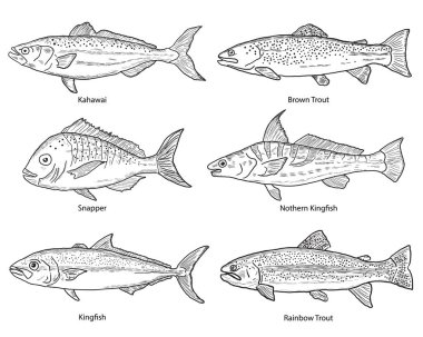 Vektör çizimi, balık kahawai, levrek, kral balığı, kahverengi alabalık, gökkuşağı alabalığı, nothe king fish. El çizimi set.