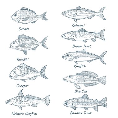 Okyanus balığı vektörü taslak biçiminde ayarlandı