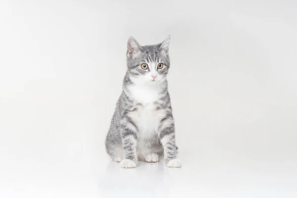 Funny Small Tabby Gray Kitten Beautiful Big Yellow Eyes Isolated — Photo