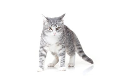 Beyaz arka planda izole edilmiş kocaman sarı gözlü komik küçük tekir kedicik. Şirin pofuduk kedi stüdyoda oynuyor. Metin için boş alan.