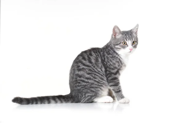 Lustiges Kleines Gestromtes Graues Kätzchen Mit Schönen Großen Gelben Augen lizenzfreie Stockbilder