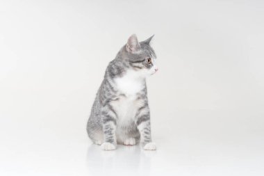 Beyaz arka planda izole edilmiş kocaman sarı gözlü komik küçük tekir kedicik. Şirin pofuduk kedi stüdyoda oynuyor. Metin için boş alan.