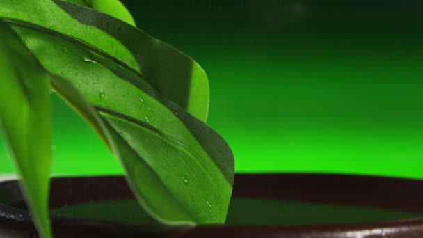 Spa Background Background Wet Green Monstera Plant Leaf Drops Water — Vídeo de stock