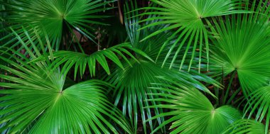Tropical exotic green leaves or sugar palm. Closeup nature view of green leaf and palms background.